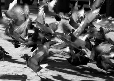 Pigeon in Flight